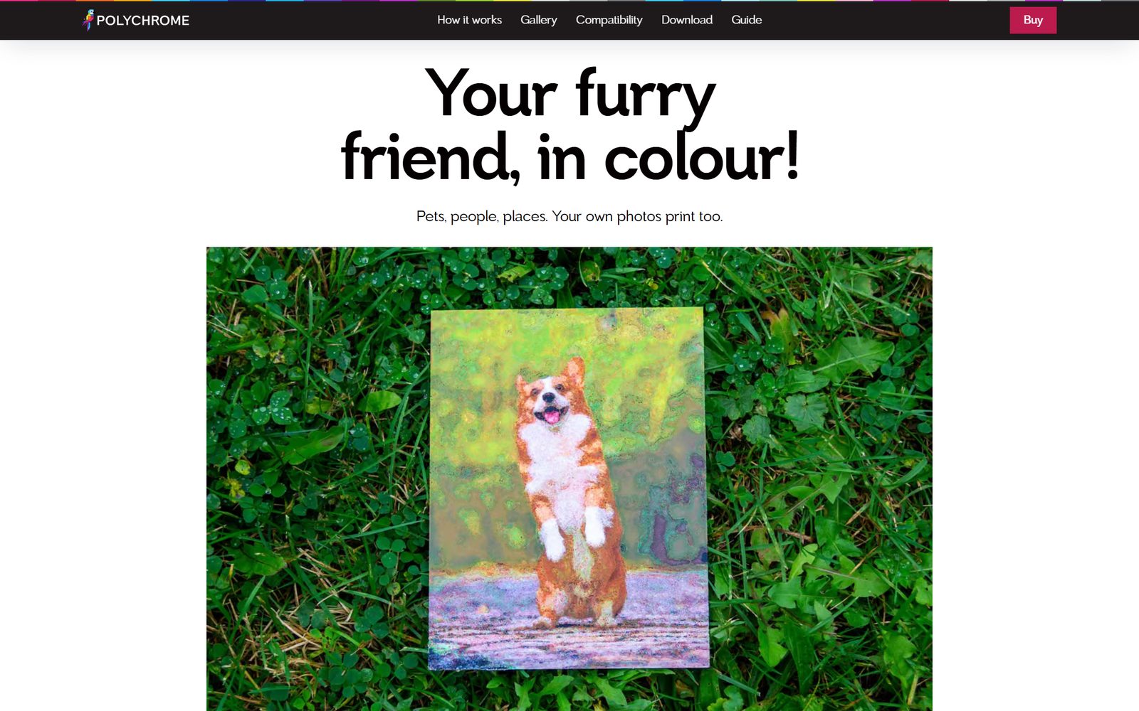 The homepage section Your furry friend, in colour, showing a colour print of a corgi photographed on the grass